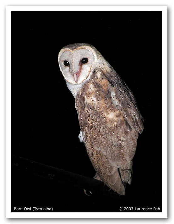 Barn-Owl-8002