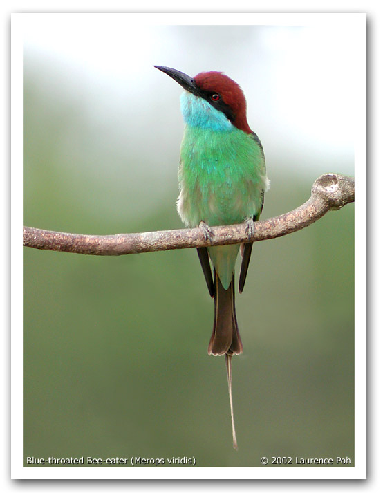 Blue-throated Bee-eater (Merops viridis)