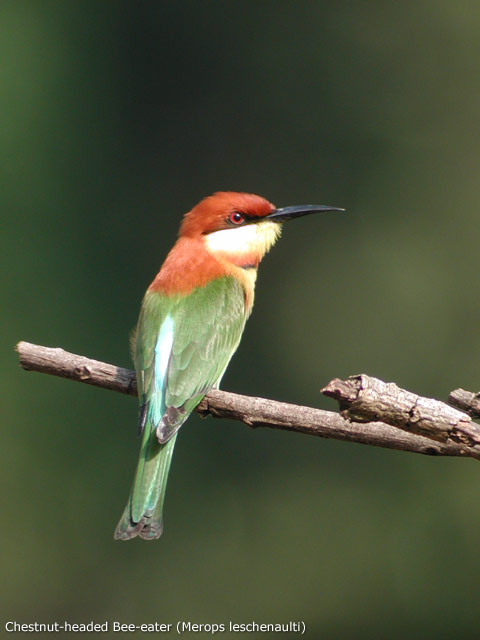 Chestnut-headed Bee-eater (Merops leschenaulti)