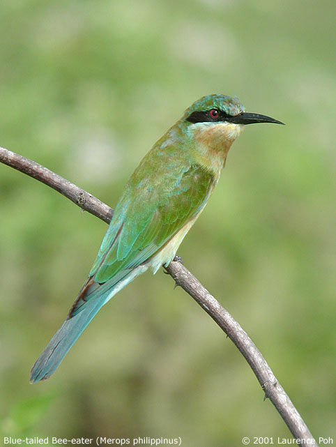 Blue-tailed Bee-eater (Merops philippinus)