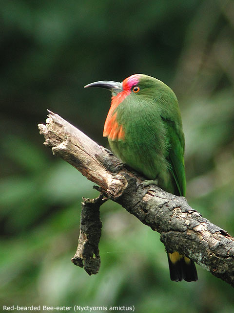 Red-bearded Bee-eater (Nyctyornis amictus)
