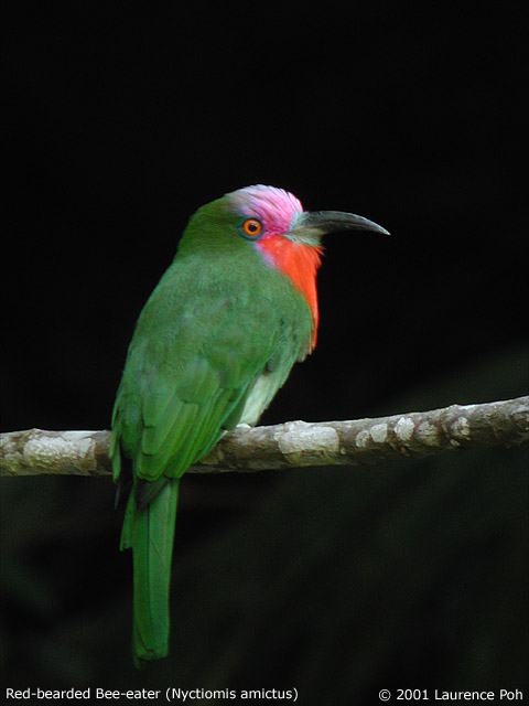 Red-bearded Bee-eater (Nyctyornis amictus)