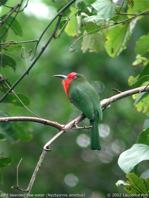 Red-bearded Bee-eater (Nyctyornis amictus)