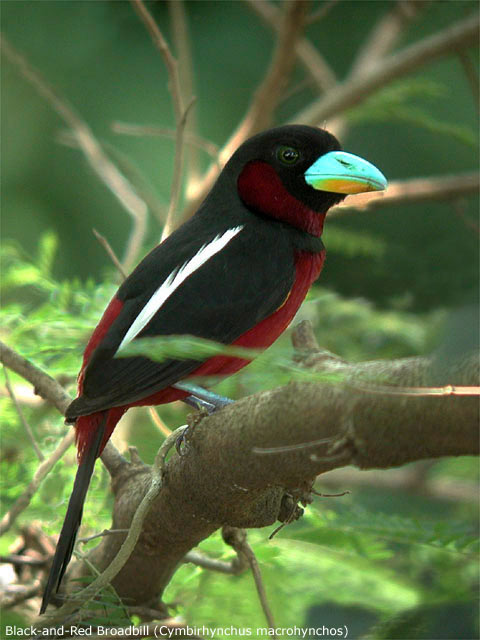 Black-and-Red Broadbill (Cymbirhynchus macrohynchos)