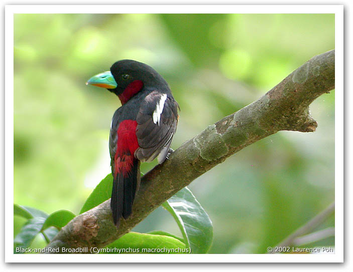 Black-and-Red Broadbill (Cymbirhynchus macrohynchos)