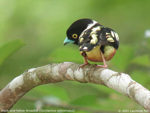 Black-and-Yellow Broadbill (Eurylaimus ochromalus)