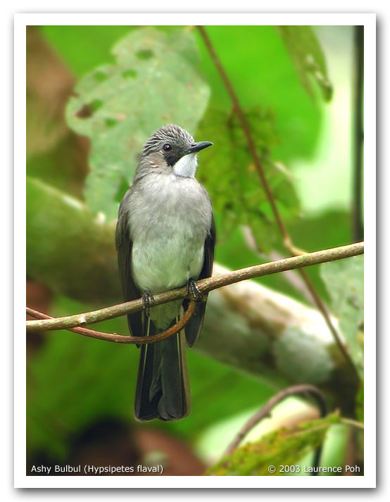 Ashy Bulbul (Hypsipetes flaval)