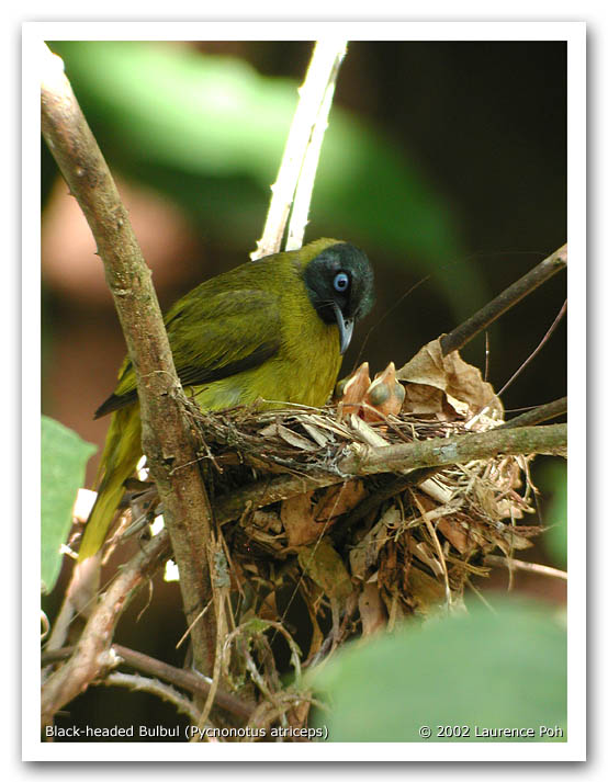 Black-headed Bulbul (Pycnonotus atriceps)