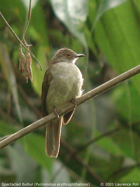 Spectacled Bulbul (Pycnonotus erythrophthalmos)