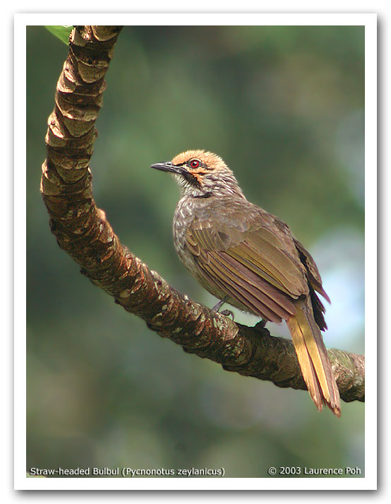 Straw-headed Bulbul (Pycnonotus zeylanicus)