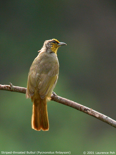 Striped-throated Bulbul (Pycnonotus finlaysoni)