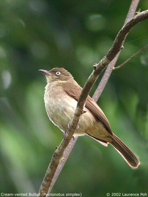 Cream-vented Bulbul (Pycnonotus simplex)