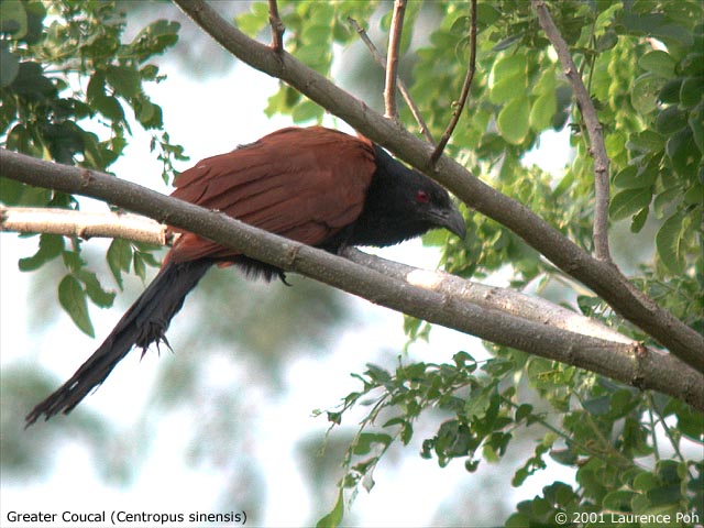 Greater Coucal (Centropus sinensis)