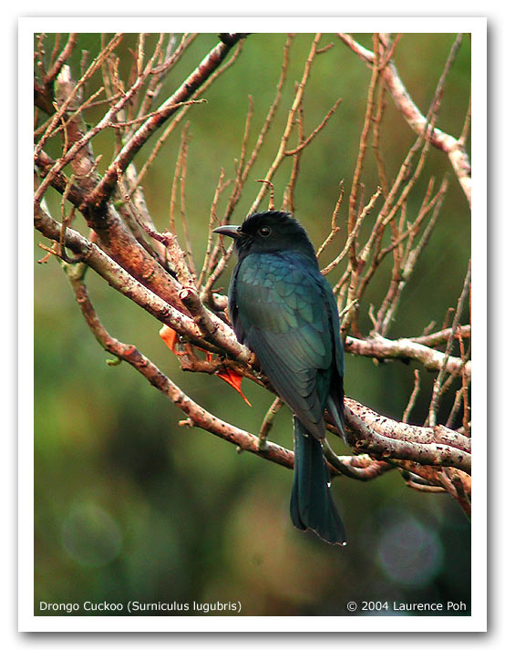 Drongo Cuckoo (Surniculus lugubris)