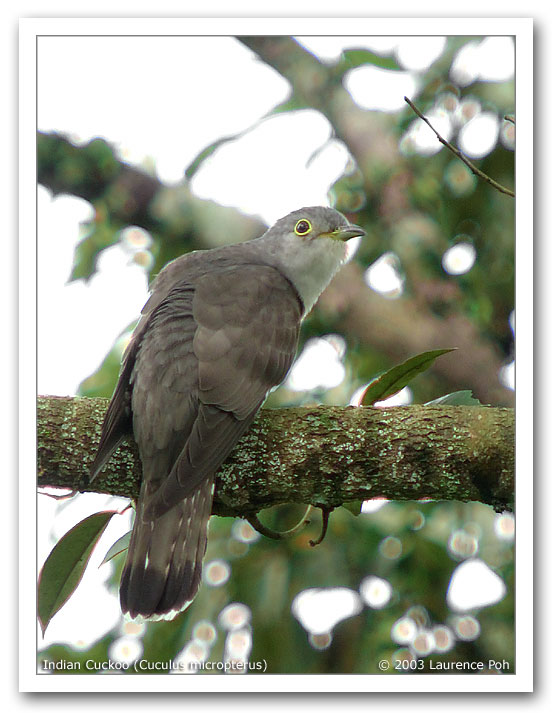 Indian Cuckoo (Cuculus micropterus)