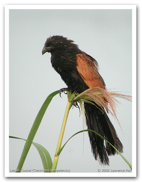 Lesser Coucal (Centropus bengalensis)