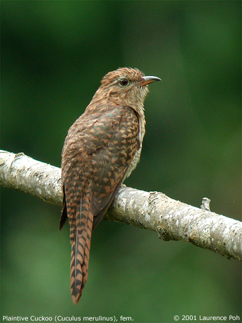 Plaintive Cuckoo (Cuculus merulinus), female