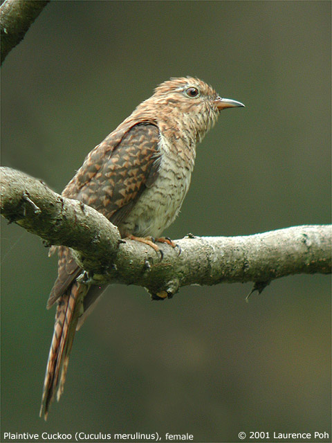 Plaintive Cuckoo (Cuculus merulinus), female