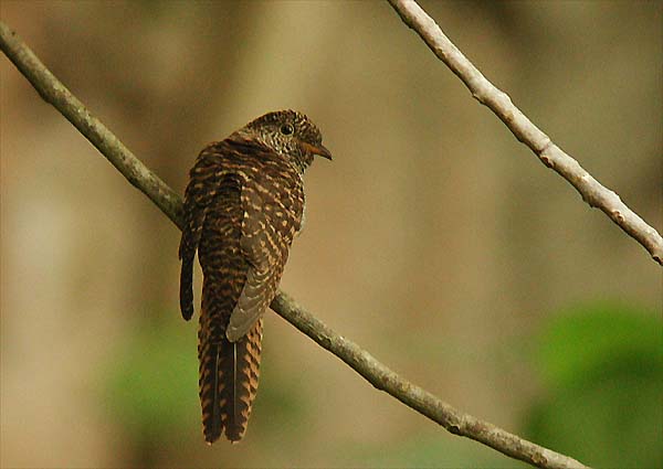Rusty-breasted Cuckoo (Cuculus sepulcralis)