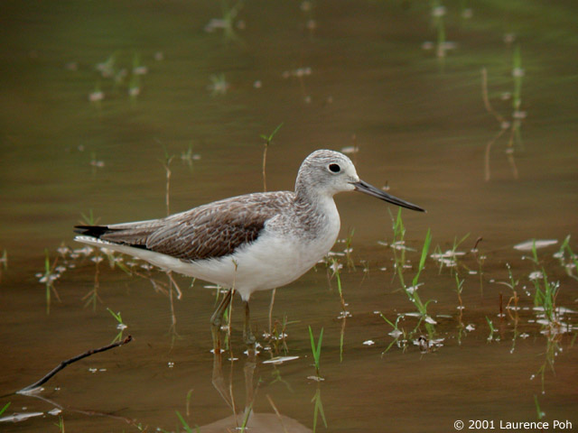Common Greenshank (Tringa nebularia)