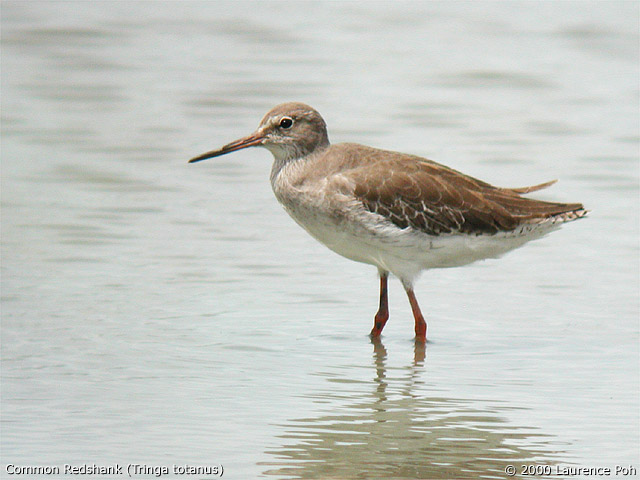 Common Redshank (Tringa totanus)
