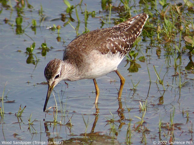 Wood Sandpiper (Tringa glareola)