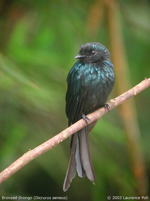 Bronzed Drongo (Dicrurus aeneus)