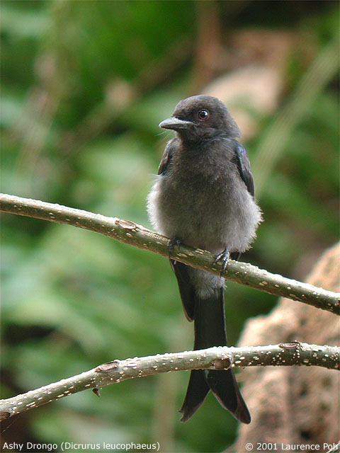 Ashy Drongo (Dicrurus leucophaeus)
