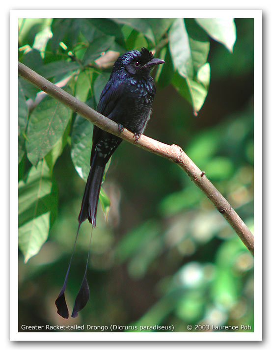 Greater Racket-tailed Drongo (Dicrurus paradiseus)