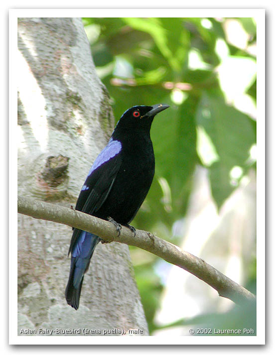 Asian Fairy-Bluebird (Irena puella), male