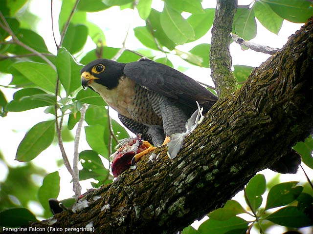 Peregrine-Falcon-23356