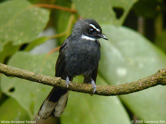 White-throated Fantail
