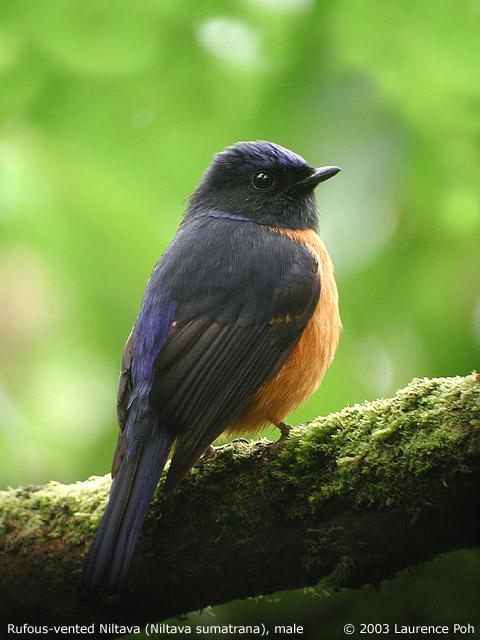 Rufous-vented Niltava (Niltava sumatrana), male