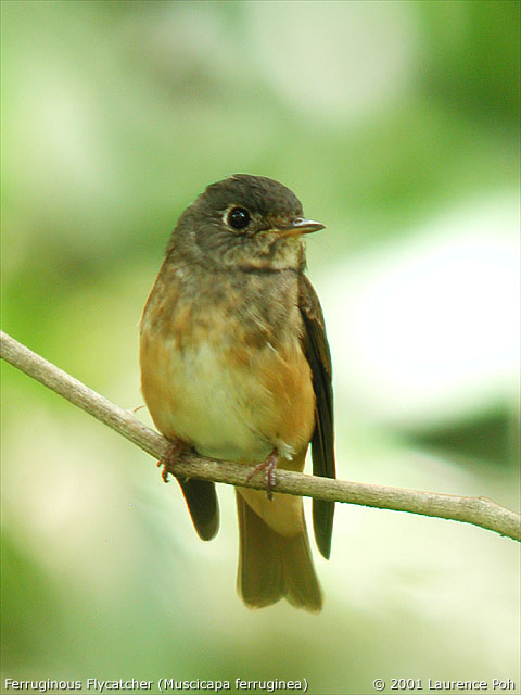 Ferruginous Flycatcher (Muscicapa ferruginea)