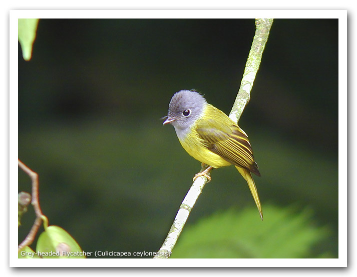 Grey-headed Flycatcher (Culicicapea ceylonensis)