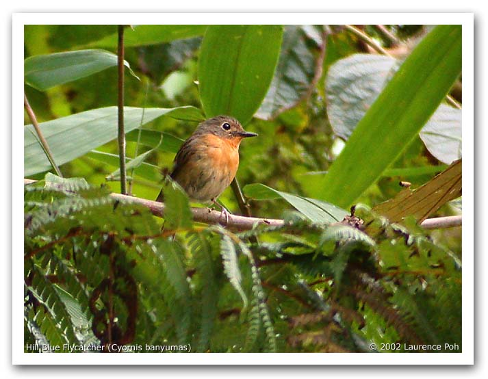 Hill Blue Flycatcher (Cyornis banyumas)