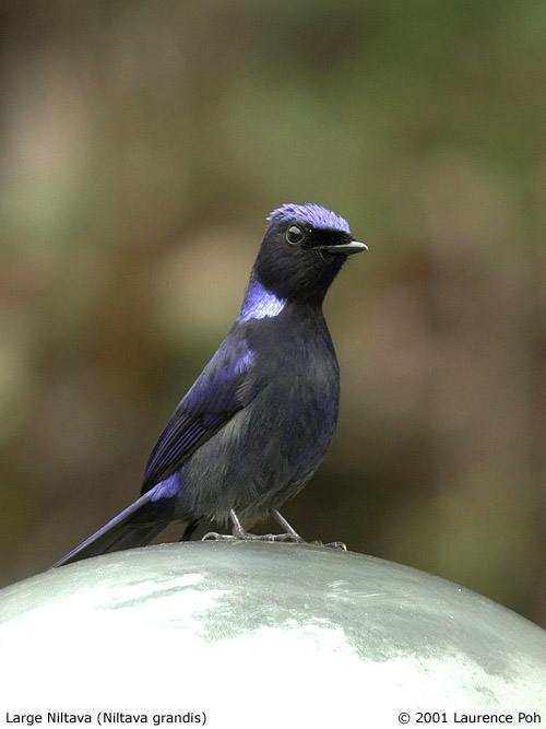 Large Niltava (Niltava grandis), male