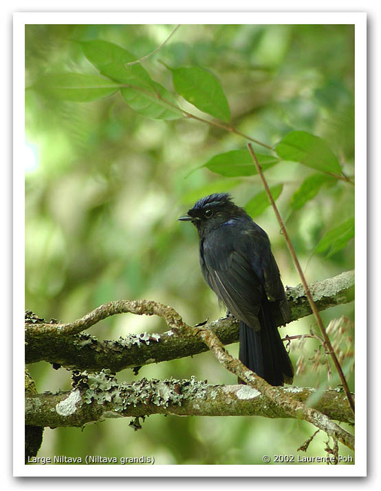 Large Niltava (Niltava grandis), male