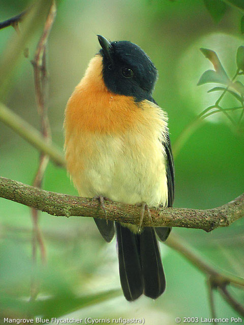 Mangrove Blue Flycatcher (Cyornis rufigastra)
