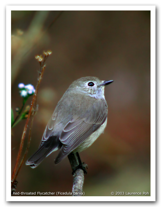 Red-throated Flycatcher (Ficedula parva)