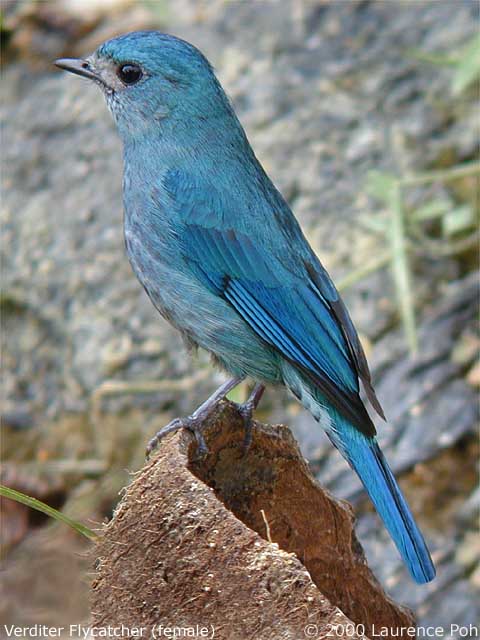 Verditer Flycatcher (Muscicapa thalassina)