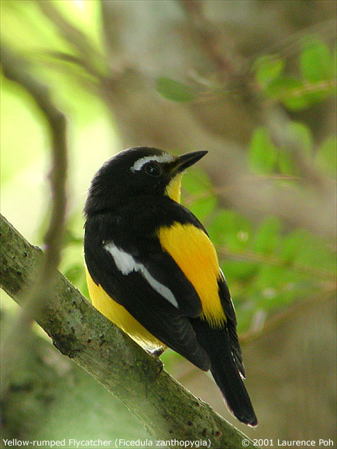 Yellow-rumped Flycatcher (Ficedula zanthopygia), male