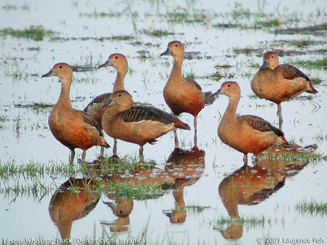 Lesser Whistling-Duck (Dendrocygna javanica)