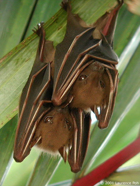 Bats 4317 copy