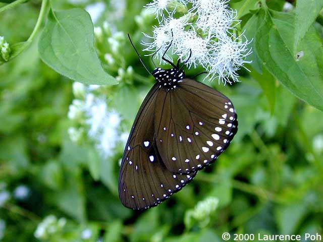 Butterfly<br>
Digiscoped Nikon 990 + Leica scope