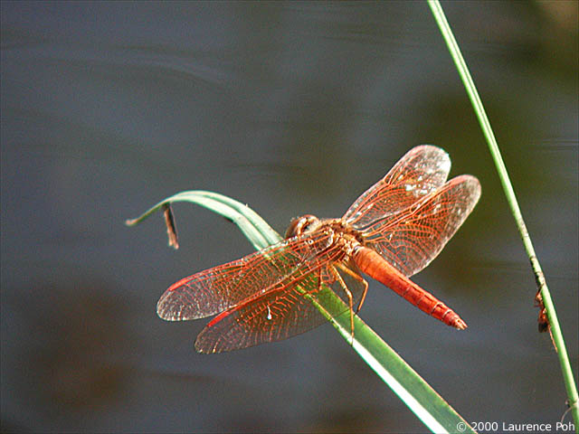 Dragonfly<br>
Digiscoped Nikon 990 + Leica scope