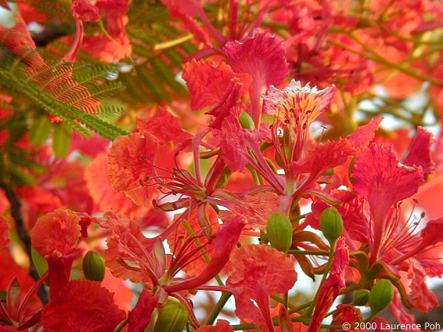 Flame Flower<br>
Digiscoped Nikon 990 + Leica scope