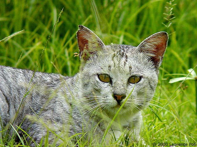 A Neighbour's Cat<br>
Digiscoped Nikon 990 + Leica scope