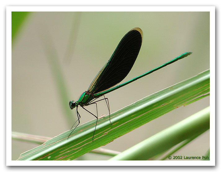 Green Dragonfly