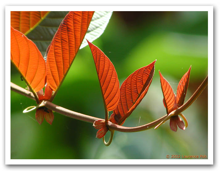 Flaming leaves 31064